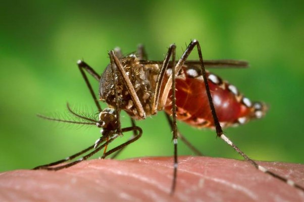 zika carrying mosquito biting human